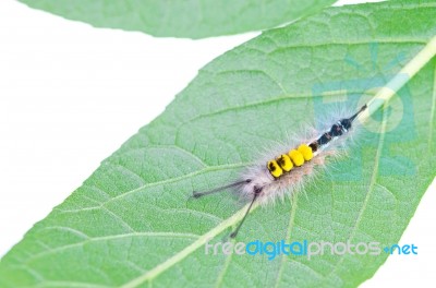 Hairy Caterpillar Stock Photo