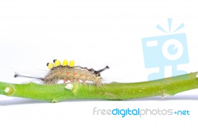 Hairy Caterpillar Stock Photo