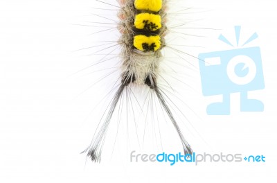 Hairy Caterpillar Stock Photo