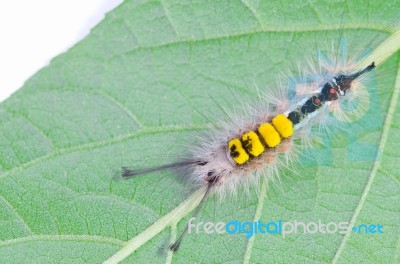 Hairy Caterpillar Stock Photo