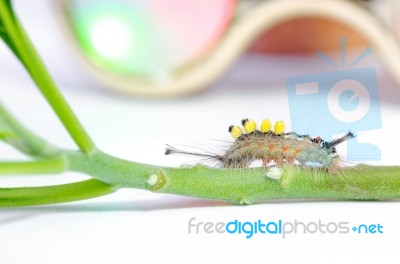 Hairy Caterpillar Stock Photo