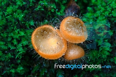 Hairy Cup Fungi Stock Photo