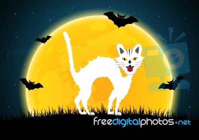 Halloween Cat  Stock Image