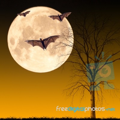 Halloween Night Concept Stock Photo