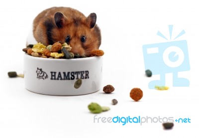 Hamster Stock Photo