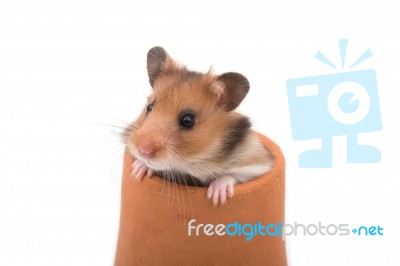 Hamster (syrian Hamster) In Clay Pot On White Background Stock Photo