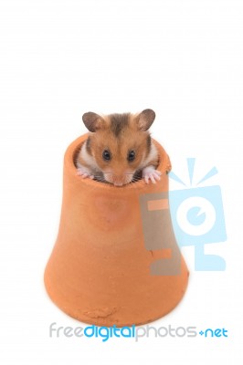 Hamster (syrian Hamster) In Clay Pot On White Background Stock Photo