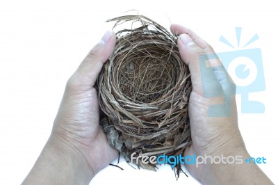 Hand And Nest Stock Photo