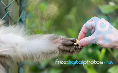 Hand And Paw Stock Photo