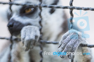 Hand Animal In Cage Stock Photo