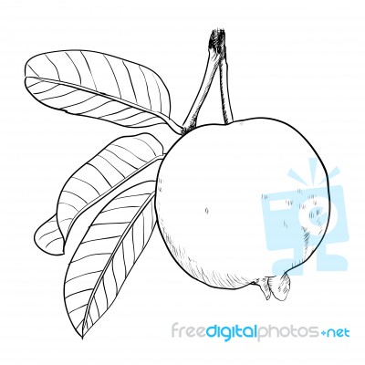 Hand Drawing Guava With Leaf- Drawn Illustration Stock Image