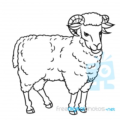 Hand Drawing Sheep- Illustration Stock Image