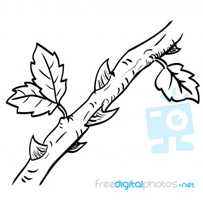 Hand Drawn A Branch With Leaf And Thorn- Illustration Stock Image