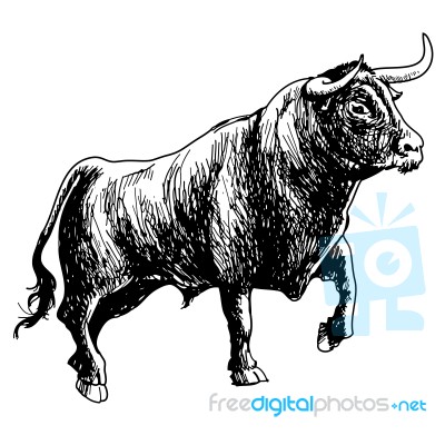 Hand Drawn Illustration Of Bull Stock Image