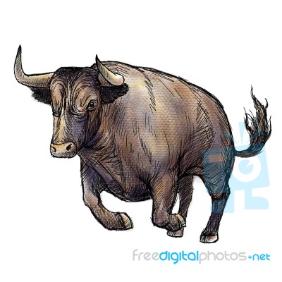 Hand Drawn Illustration Of Bull Stock Image