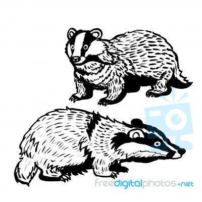 Hand Drawn Two Badger- Illustration Stock Image