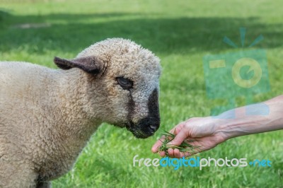 Hand Feeding Grass To Lamb Stock Photo