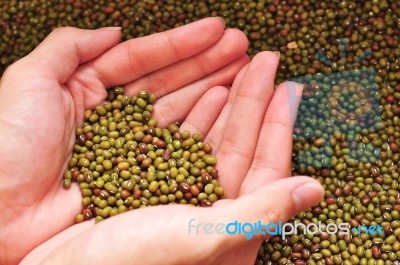 Hand Hold Green Bean Stock Photo