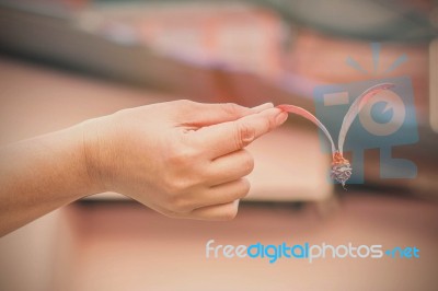 Hand Holding A Lace Stock Photo