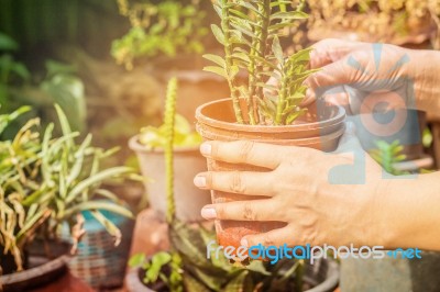 Hand Holding A Potted Of Tree Stock Photo