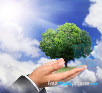 Hand Holding A Tree On Daylight Stock Photo