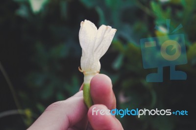 Hand Holding An Small Ivy Gourd Stock Photo