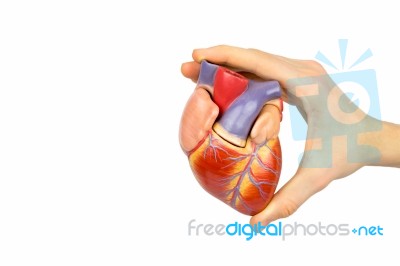 Hand Holding Artificial Human Heart Model On White Background Stock Photo