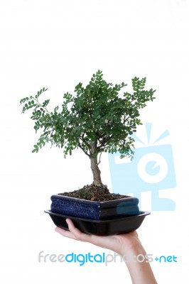 Hand Holding Bonsai Stock Photo