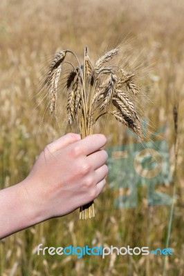 Hand Holding Corn In Front Of Cropland Stock Photo