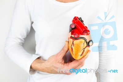 Hand Holding Human Heart Model In Front Of Chest Stock Photo