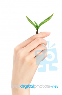 Hand Holding Leaf Stock Photo