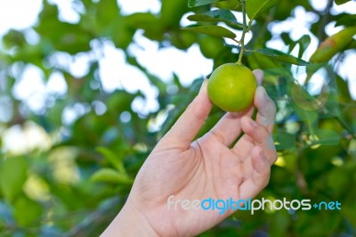 Hand Holding Lemon From Tree Branch Stock Photo