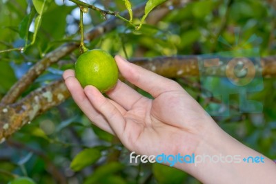 Hand Holding Lemon From Tree Branch Stock Photo