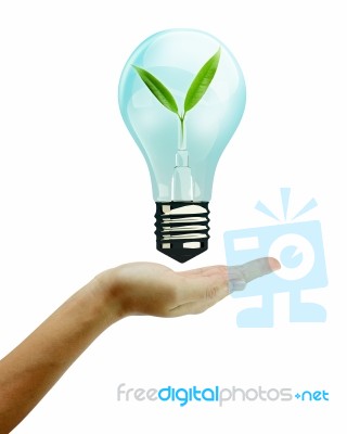 Hand Holding Light Bulb And Leaf Stock Photo