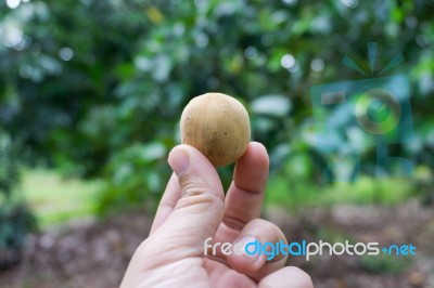 Hand Holding Longkong Stock Photo