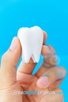 Hand Holding Molar Stock Photo