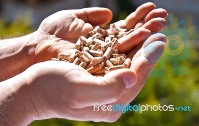 Hand Holding Pellet Stock Photo