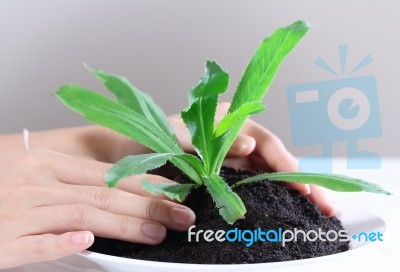 Hand Holding Plant Stock Photo