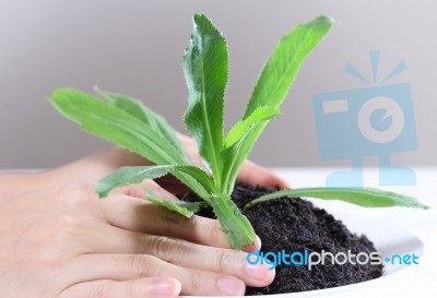 Hand Holding Plant Stock Photo