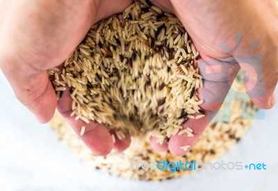 Hand Holding Raw Brown Rice Stock Photo