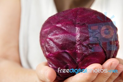 Hand Holding Red Cabbage Stock Photo