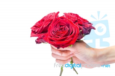 Hand Holding Red Roses With Water Drops Stock Photo