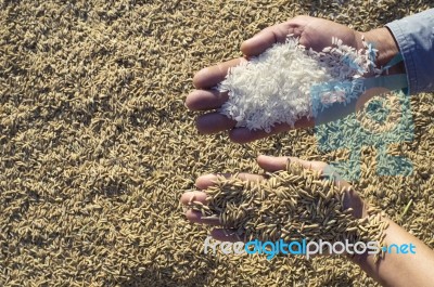 Hand Holding Rice Grain Stock Photo