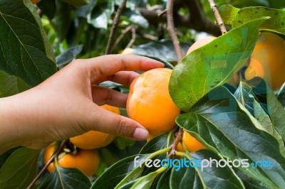 Hand Holding Ripe Persimmon Stock Photo