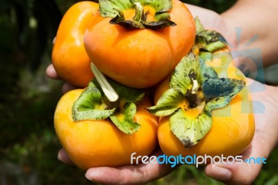 Hand Holding Ripe Persimmon Stock Photo