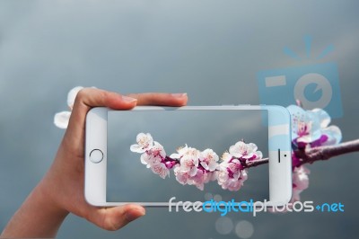 Hand Holding Smart Phone Take A Photo At Cherry Blossom With Soft Focus, Sakura Season Background Stock Photo