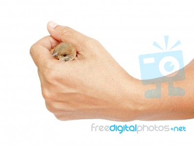 Hand  Holding Sparrow Stock Photo