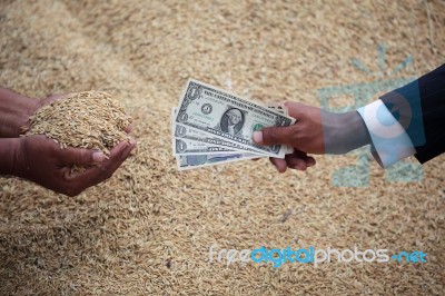 Hand Of Businessman And Farmer Trading Rice Grain With Dollar No… Stock Photo