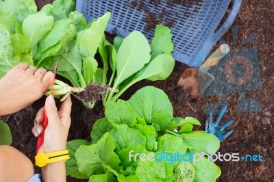 Hand Of People Harvest Clean Organic Vegetable In Home Garden Fo… Stock Photo