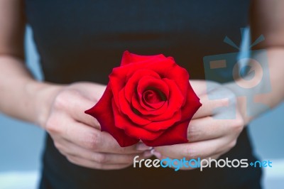 Hand Of Woman Give A Red Rose. Valentine's Day Stock Photo